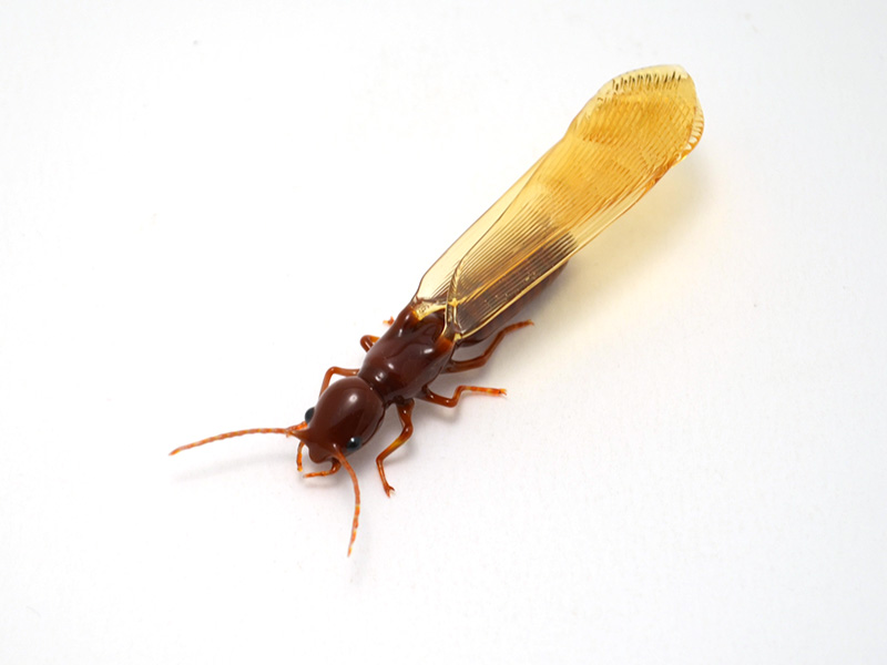 Drywood Termite, glass termite by Wesley Fleming