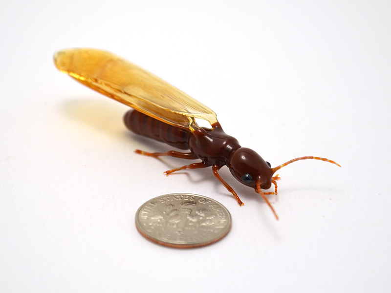 Drywood Termite, glass pest by Wesley Fleming