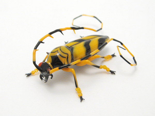 Thermistis taiwanensis, glass beetle by Wesley Fleming