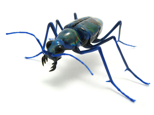 Cicndela sexgutta, glass insect by Wesley Fleming
