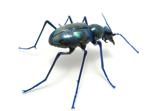 Cicndela sexgutta, glass bug by Wesley Fleming
