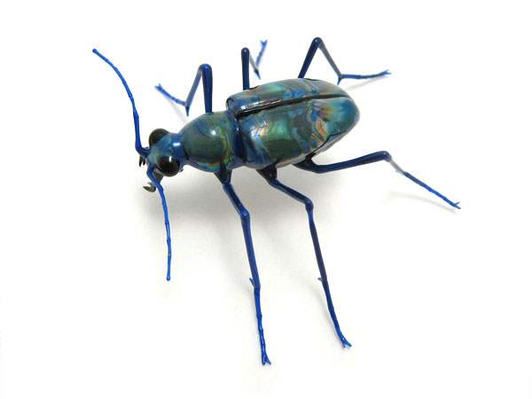 Cicndela sexgutta, glass beetle by Wesley Fleming