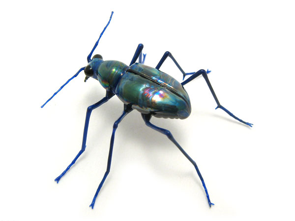 Cicndela sexgutta, glass bug by Wesley Fleming