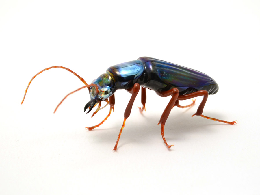 Iridescent Tiger Beetle, glass tiger beetle by Wesley Fleming