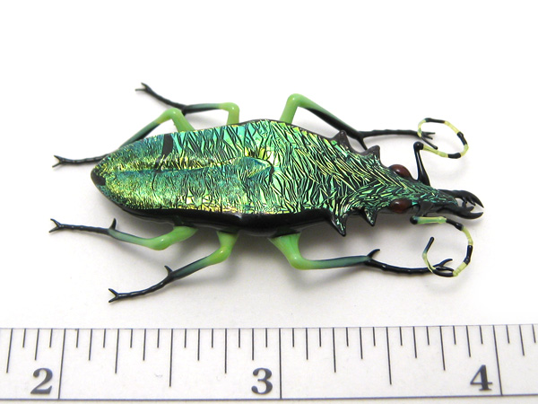 Emerald Tiger Beetle, glass beetle by Wesley Fleming
