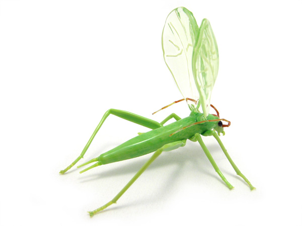 Montana Tree Cricket, glass bug by Wesley Fleming