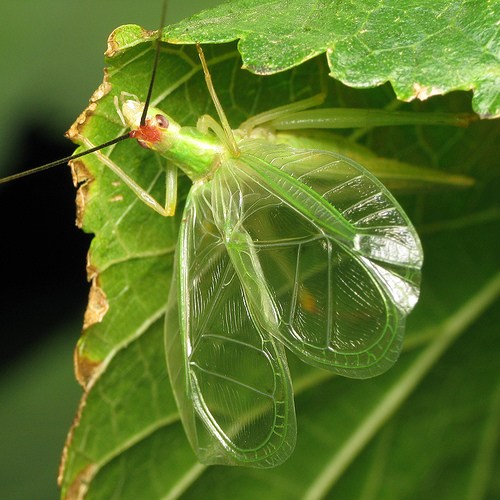 Montana Tree Cricket, glass beetle by Wesley Fleming